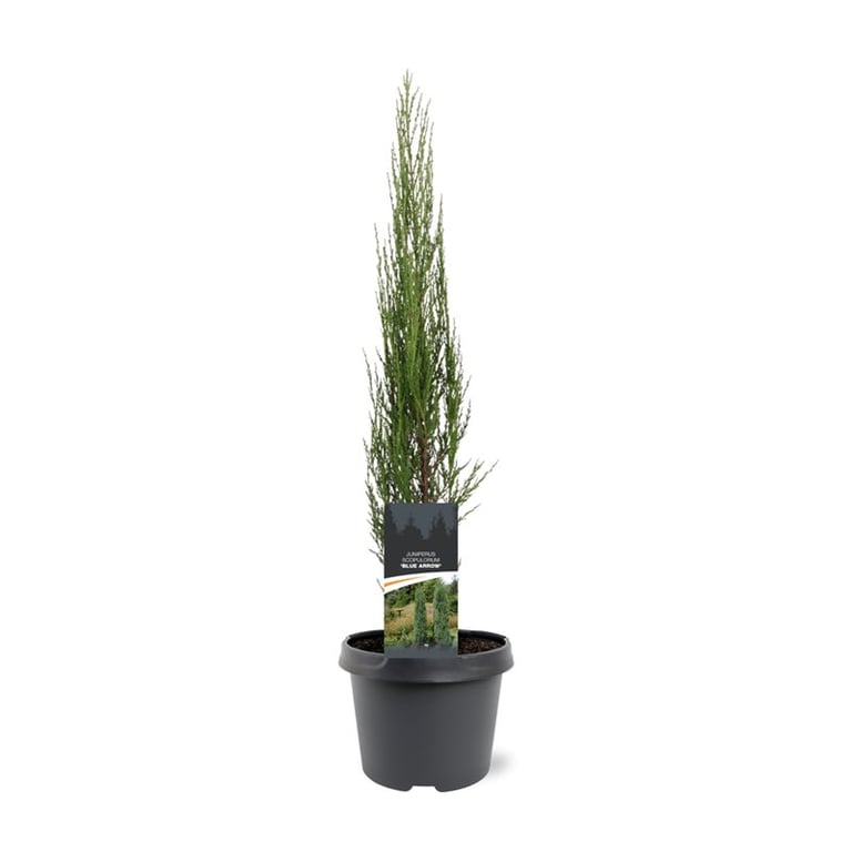 Juniperus Blue Arrow 55cm 19cm Pot