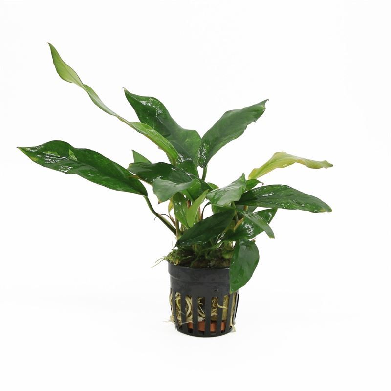 Aquarium plant mix 10cm 5cm Pot