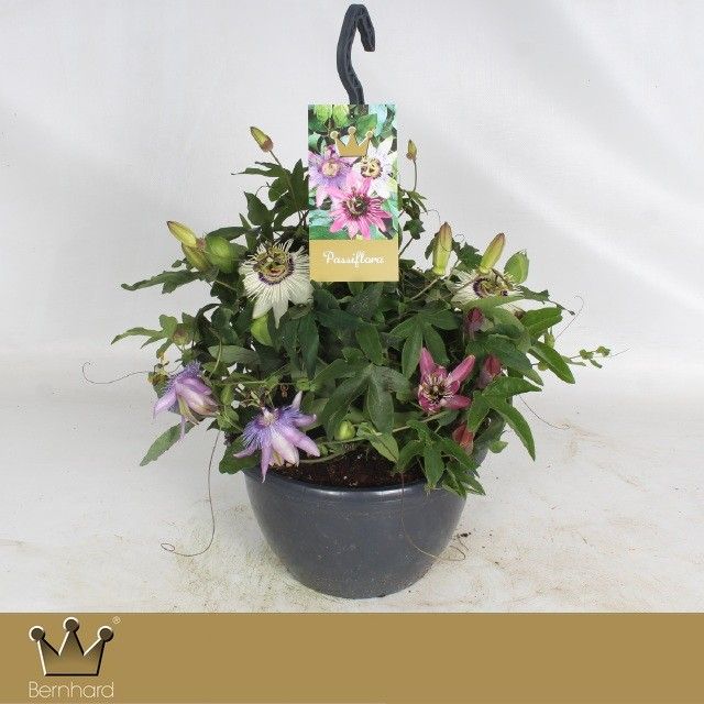 Passiflora caerulea 50cm 25cm Pot