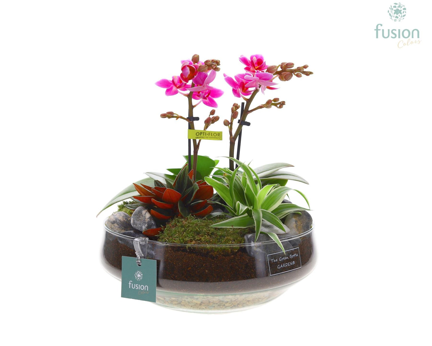 Fusioncolors BV Green Bottle Iris Large met Phalaenopsis arrangement 4pp Pack of 2