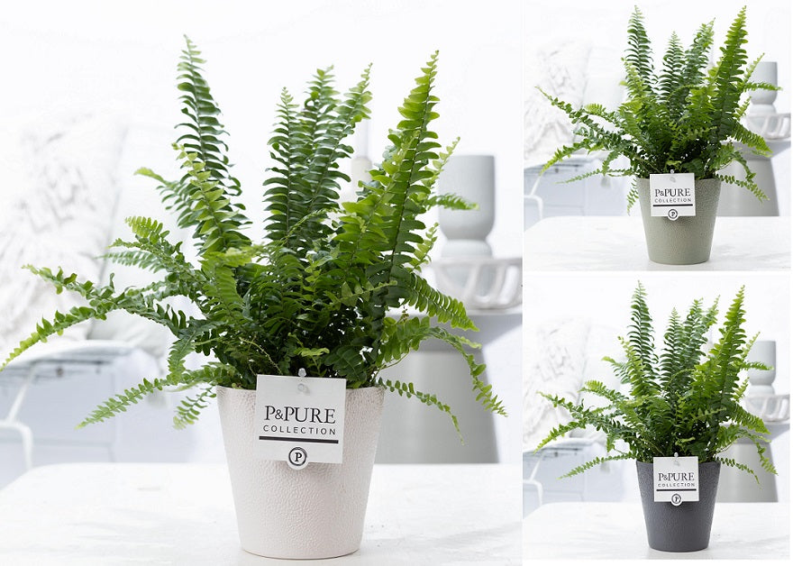 Nephrolepis Green Lady 35cm 12cm Pot