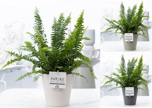 Nephrolepis Green Lady 35cm 12cm Pot