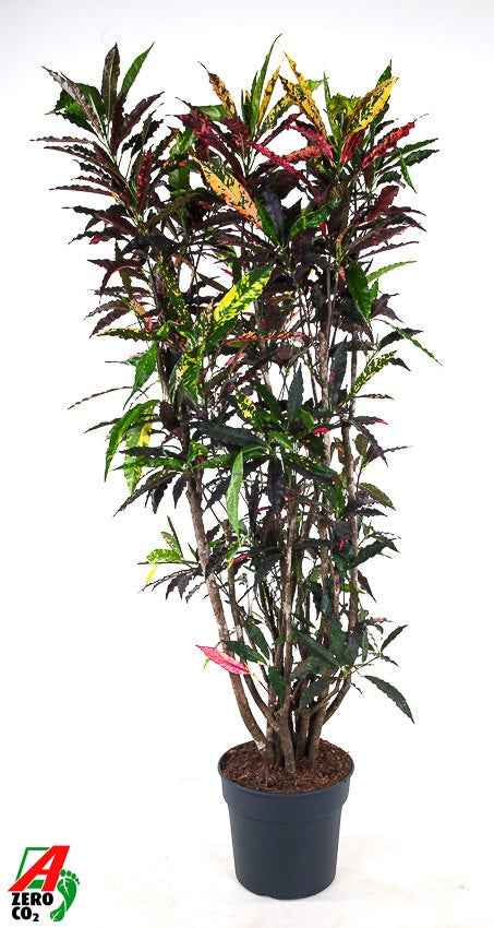 Codiaeum Pie Crust 170cm 34cm Pot