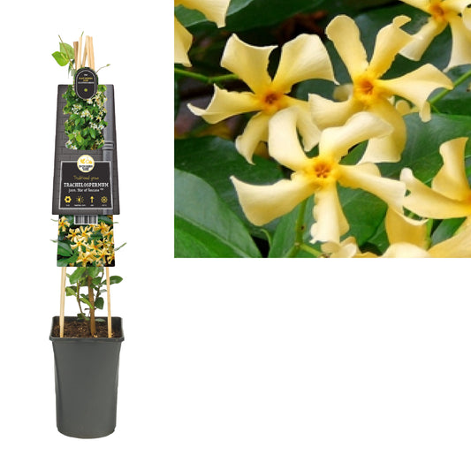 Trachelospermum Star of Toscane 75cm 17cm Pot