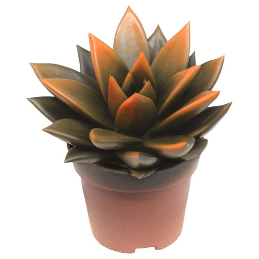 Echeveria colored black 8cm 6cm Pot