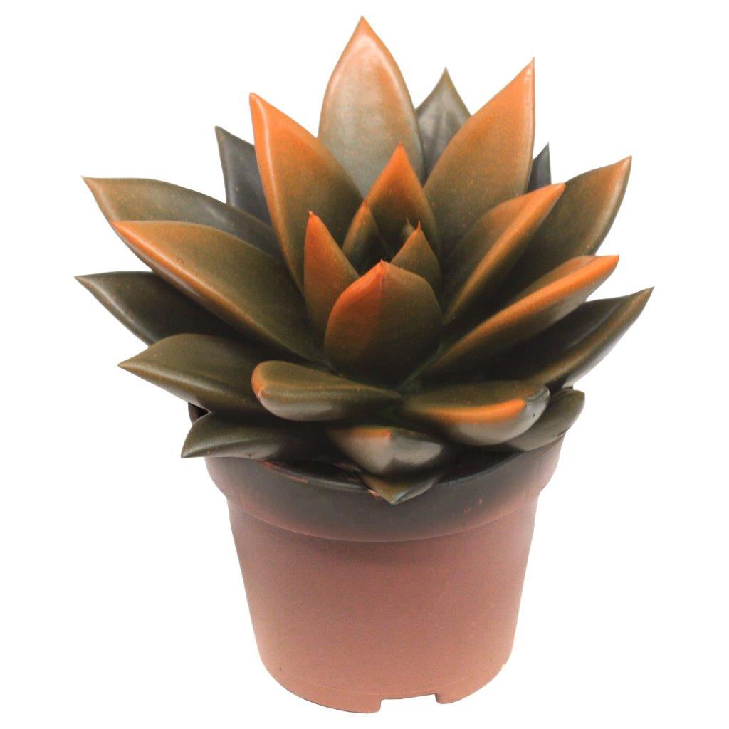 Echeveria colored black 8cm 6cm Pot