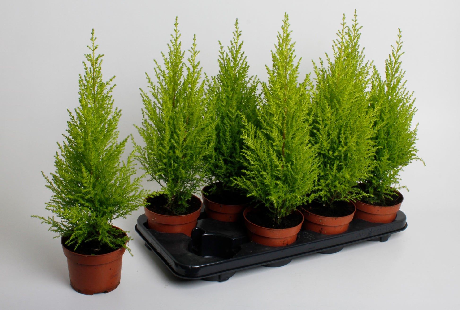 Cupressus Goldcrest Wilma 40cm 12cm Pot