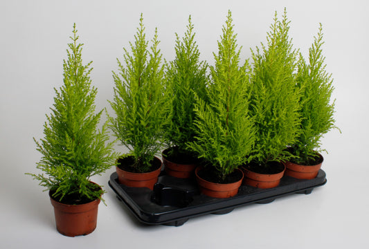 Cupressus macrocarpa 40cm 12cm Pot
