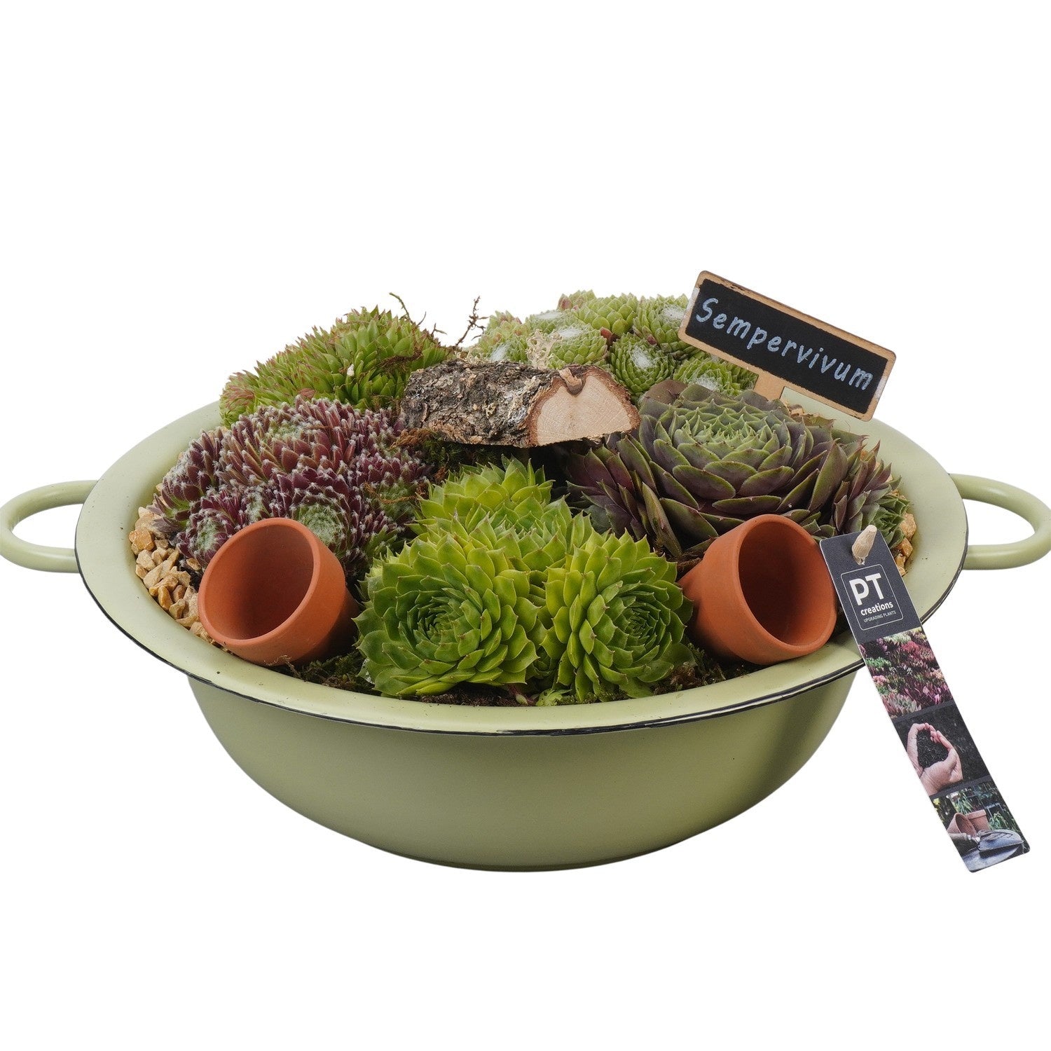 arr. Sempervivum 19cm 29cm Pot