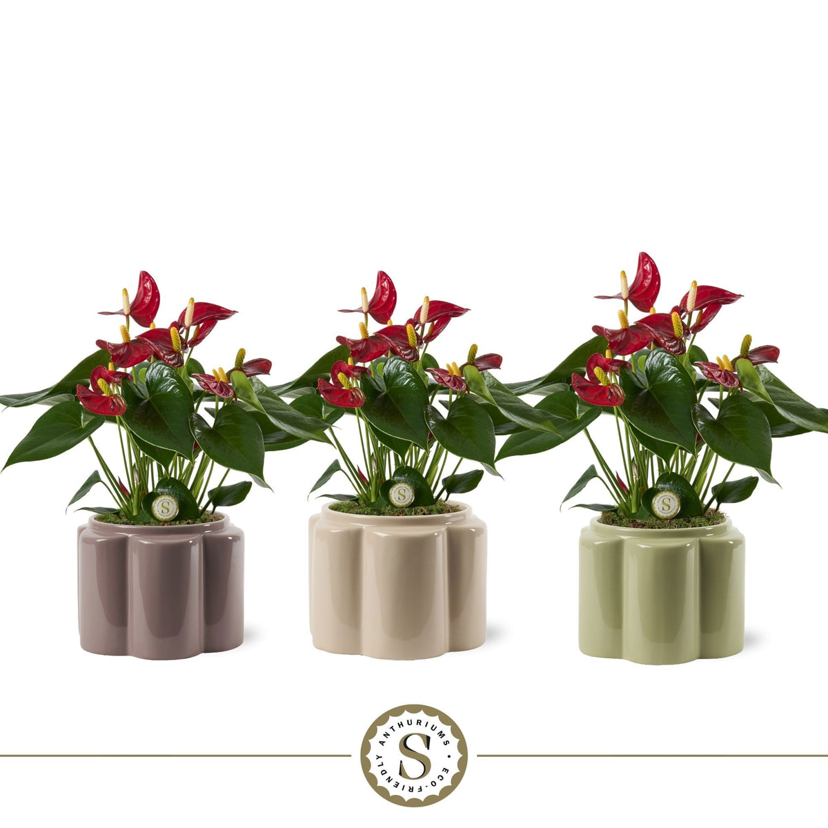 Anthurium Red Champion 40cm 12cm Pot