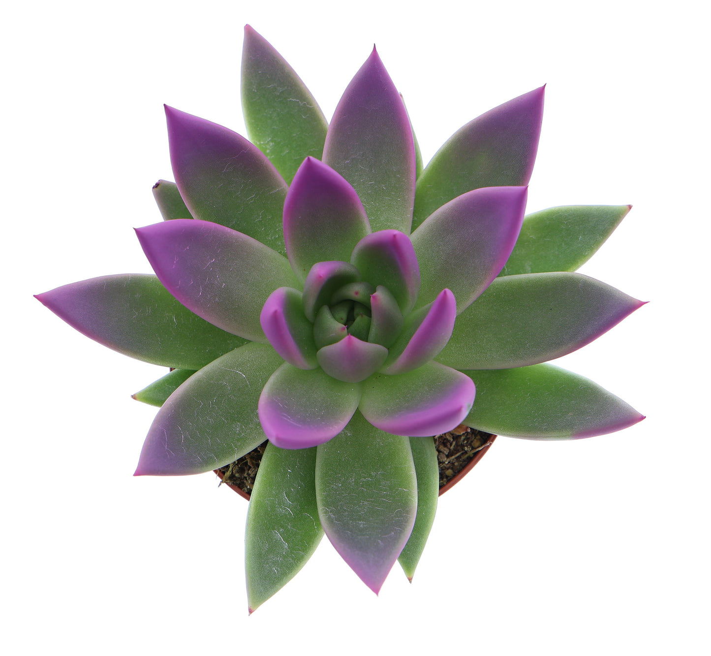 Miranda tips fuchsia 10cm Special Pot (508)