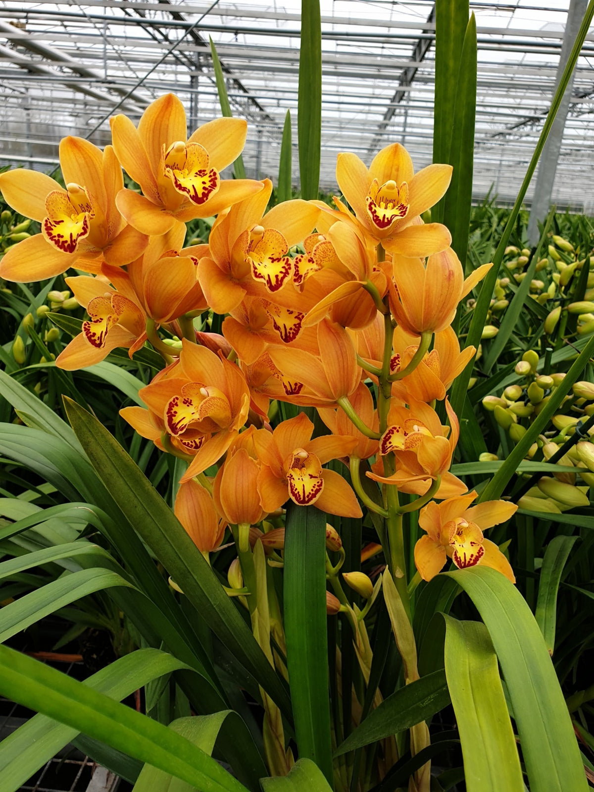 Cymbidium 80cm 14cm Pot