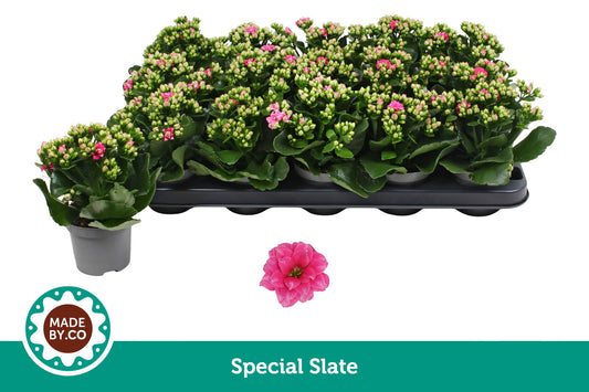 Kalanchoe Slate Purple 19cm 9cm Pot