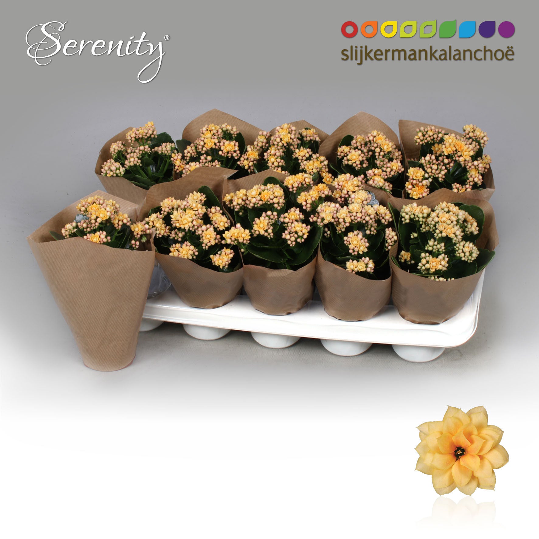 Kalanchoe Serenity Apricot 23cm 10.5cm Pot