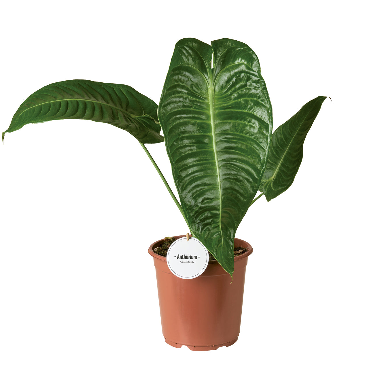 Anthurium andraeanum 75cm 21cm Pot