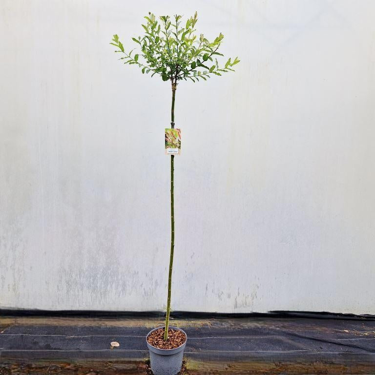 Salix integra Hakuro Nishiki 150cm 26cm Pot