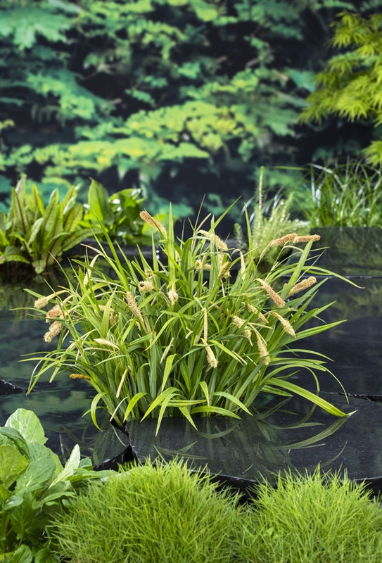 Waterplkw R. Moerings Carex pendula Pack of 6