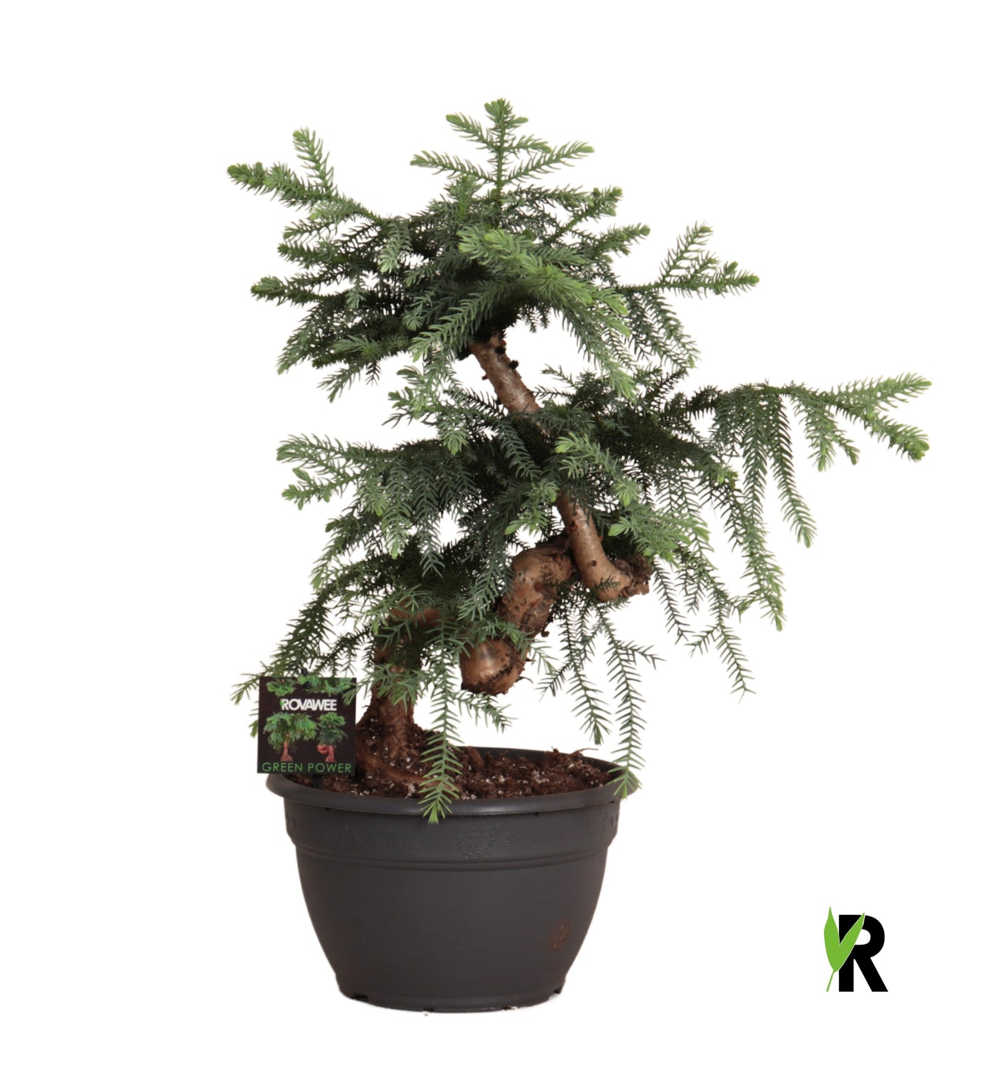 Araucaria 65cm 26cm Pot