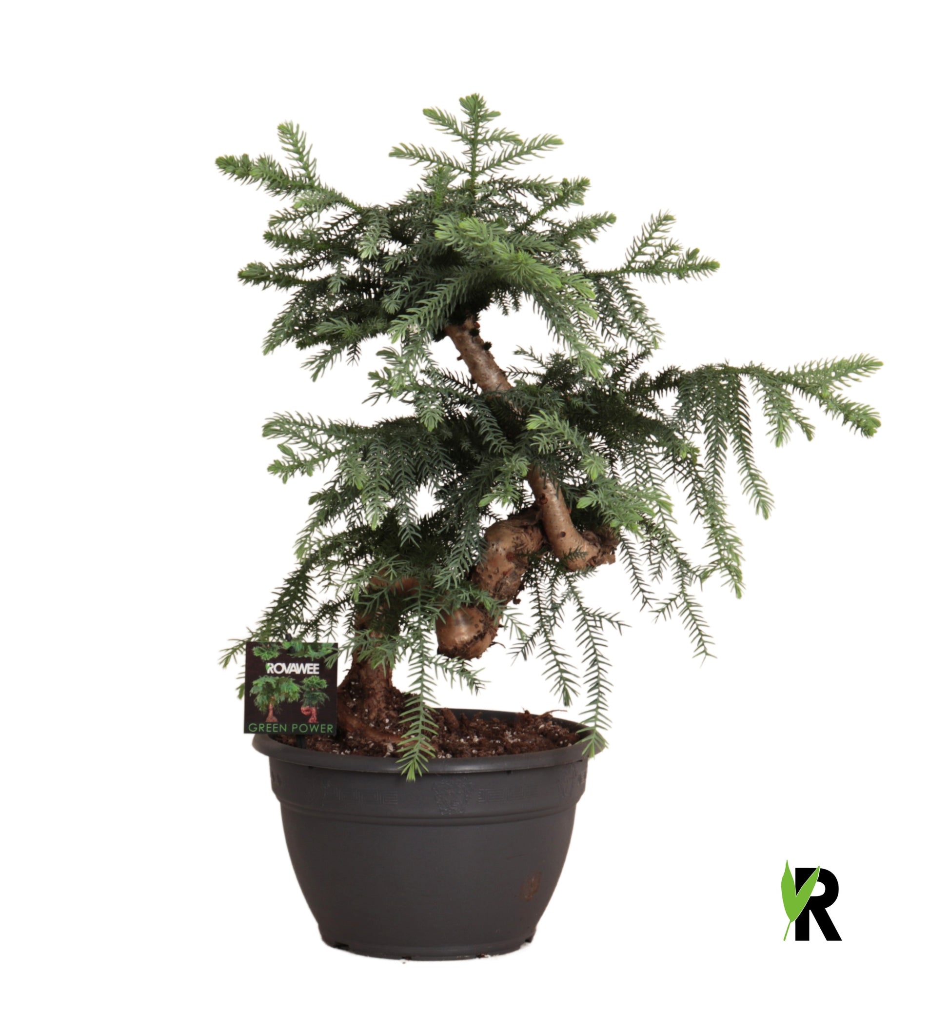 Araucaria 65cm 26cm Pot