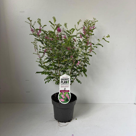 Indigofera heterantha 55cm 17cm Pot