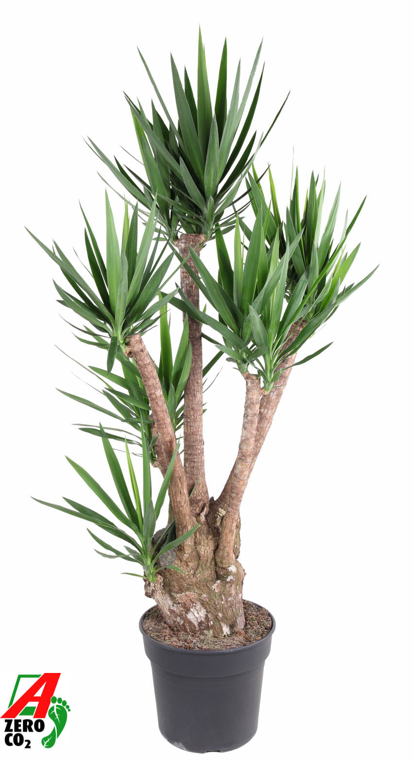 Yucca elephantipes 190cm 40cm Pot
