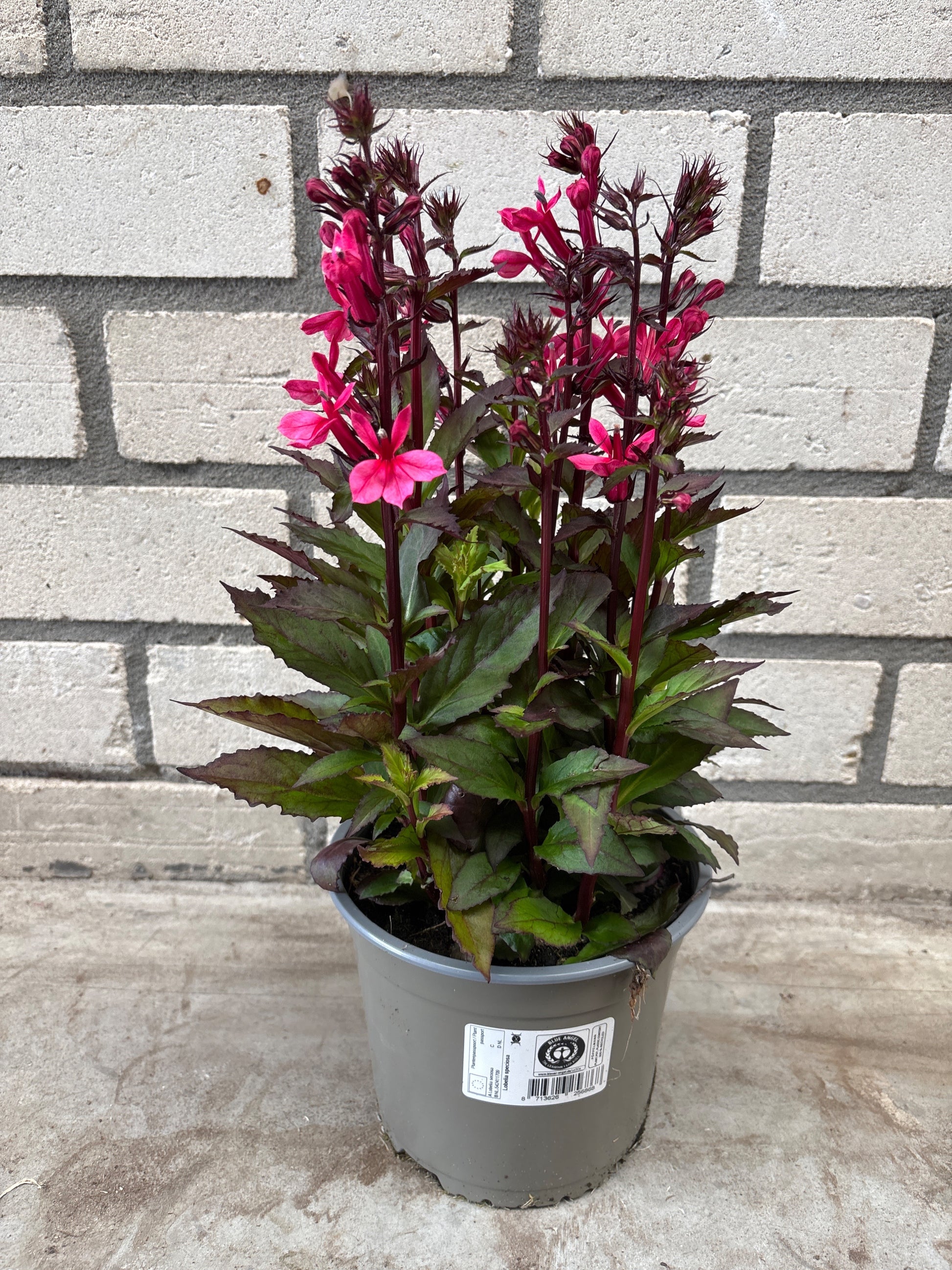 Lobelia spec. Starship Deep Rose 50cm 17cm Pot