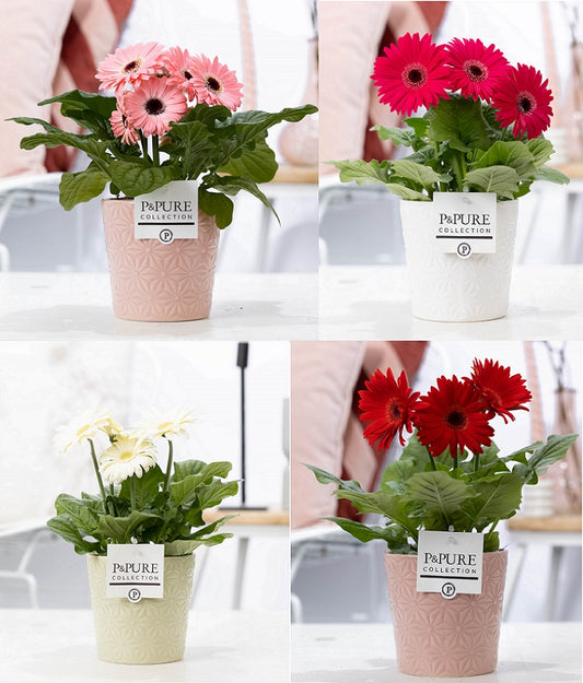 Gerbera mix 22cm 12cm Pot