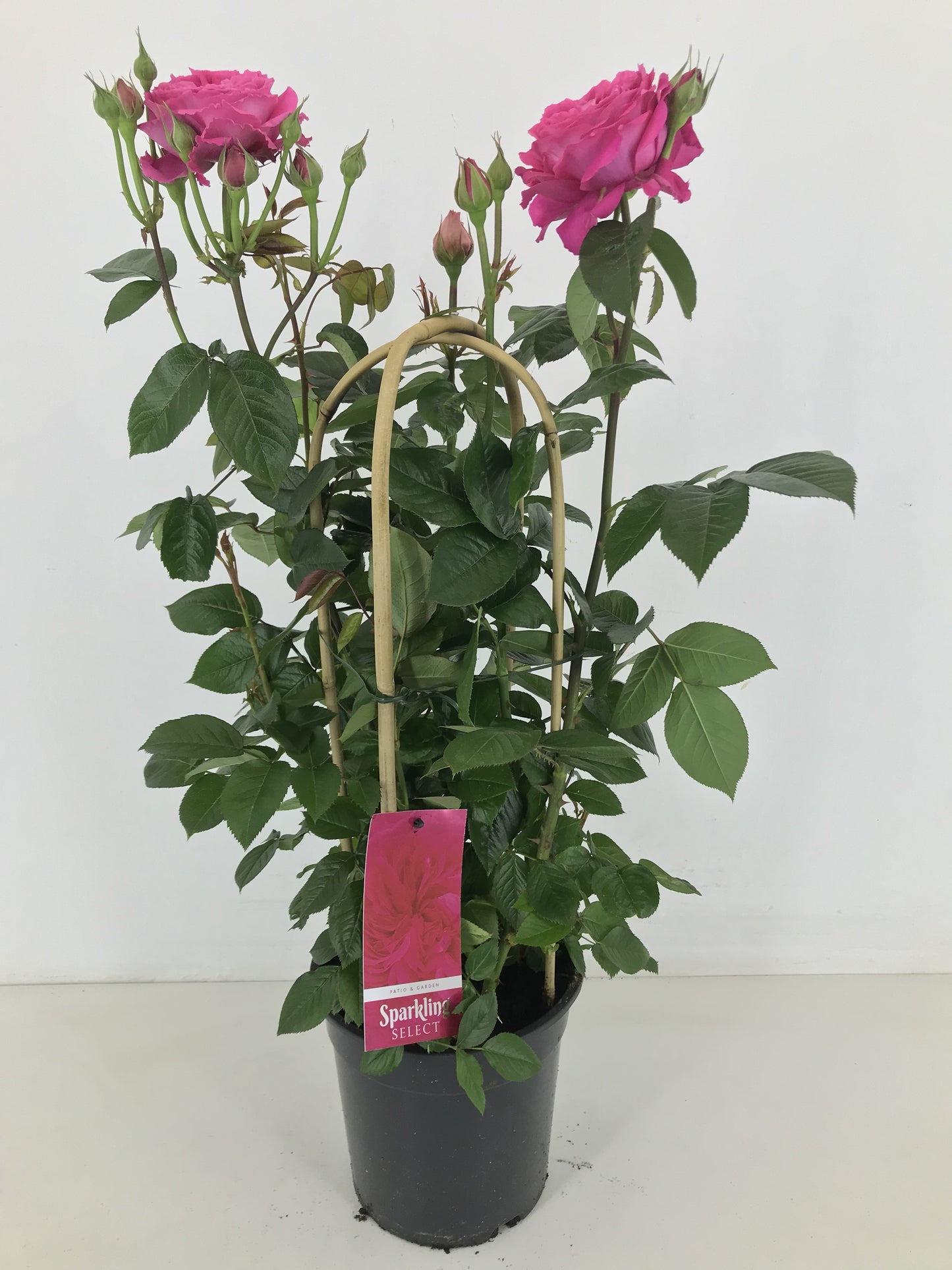 Rosa flor. Spark Select 70cm 22cm Pot