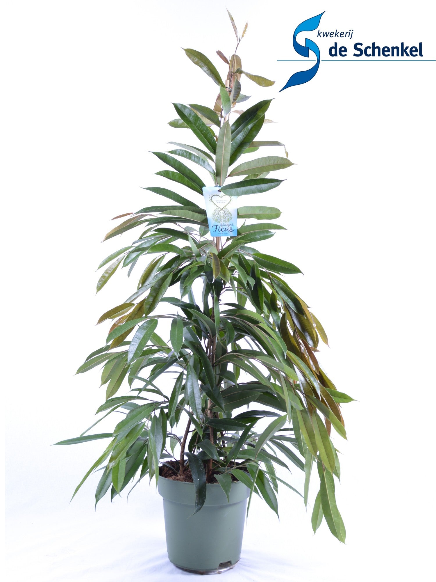 Ficus Amstel King 150cm 27cm Pot
