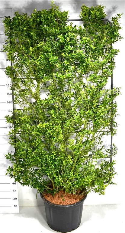 Ilex mix 240cm 60cm Pot