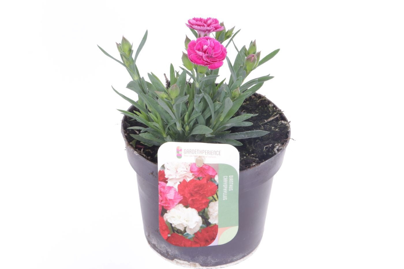 Dianthus mix 15cm 13cm Pot