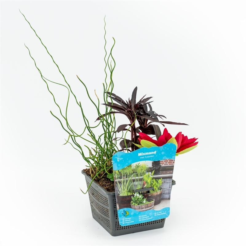 Waterplants 50cm 18cm Pot