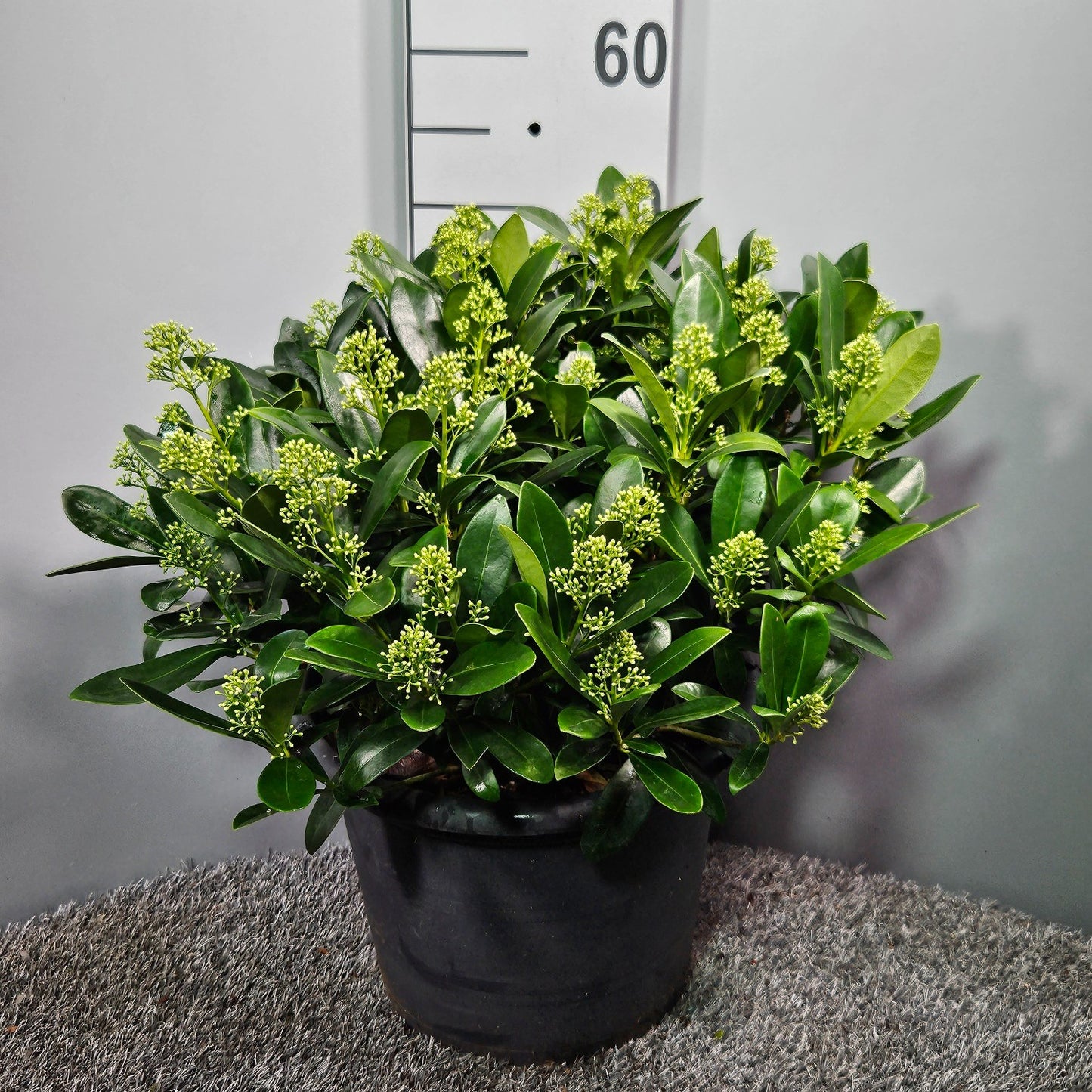 Skimmia japonica Finchy 45cm 31cm Pot