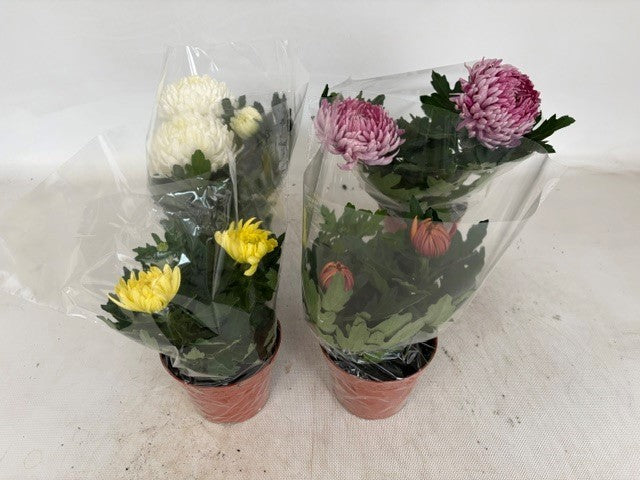 Chrysanthemum mix 25cm 12cm Pot