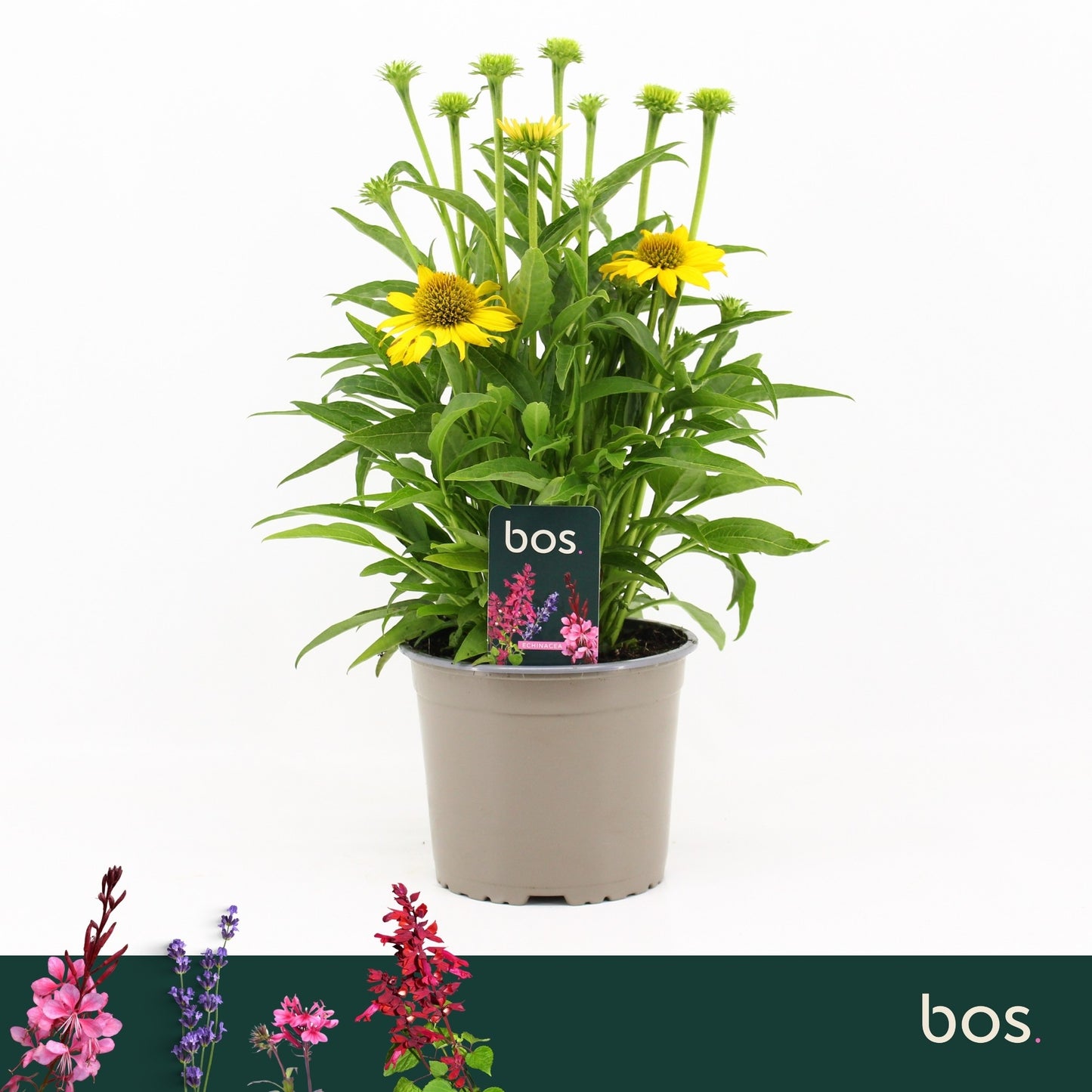Echinacea Sombrero Lemon Yellow 35cm 17cm Pot