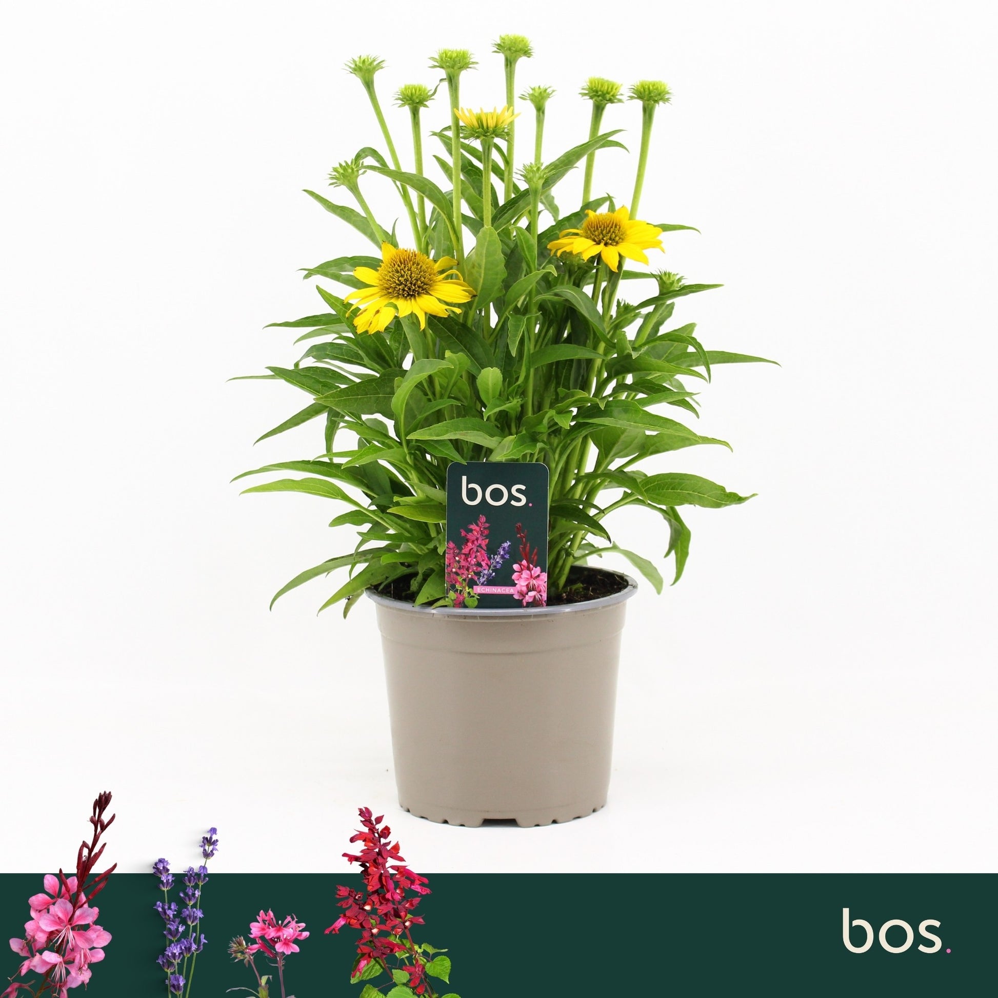 Echinacea Sombrero Lemon Yellow 35cm 17cm Pot