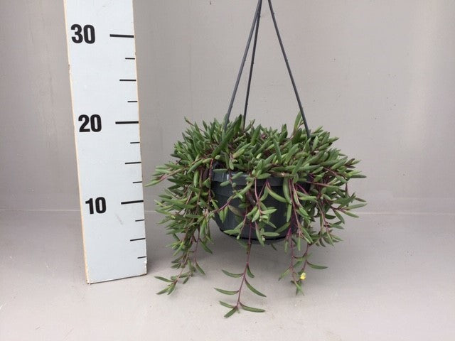 Senecio candidans 30cm 14cm Pot