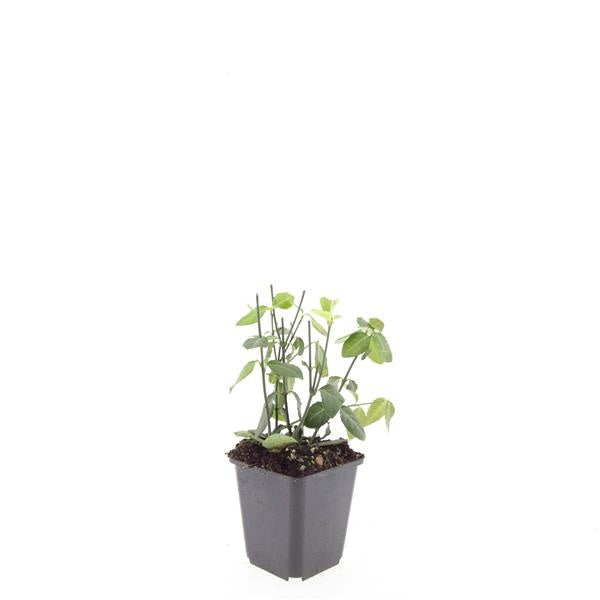 Euonymus Dart's Blanket 5cm 9cm Pot