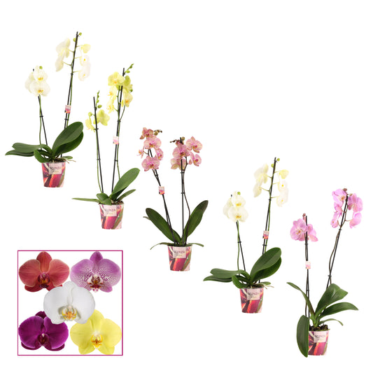 Phalaenopsis mix Scenza 50cm 12cm Pot