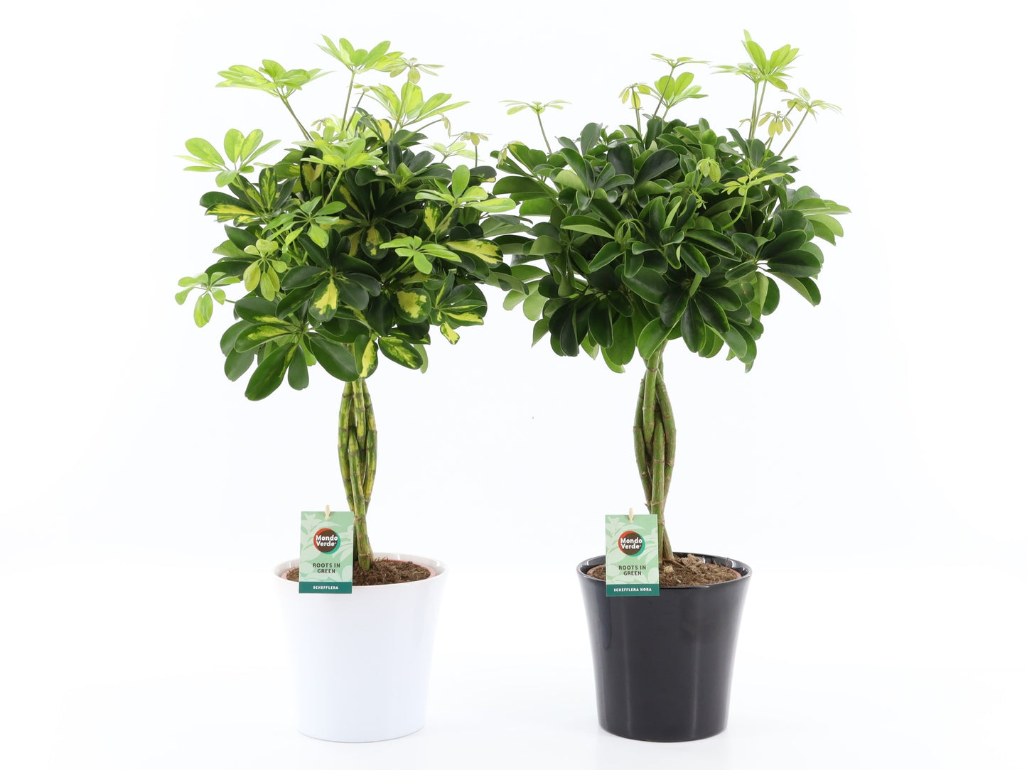 Schefflera arboricola gevlochten stam 75cm 22cm Pot