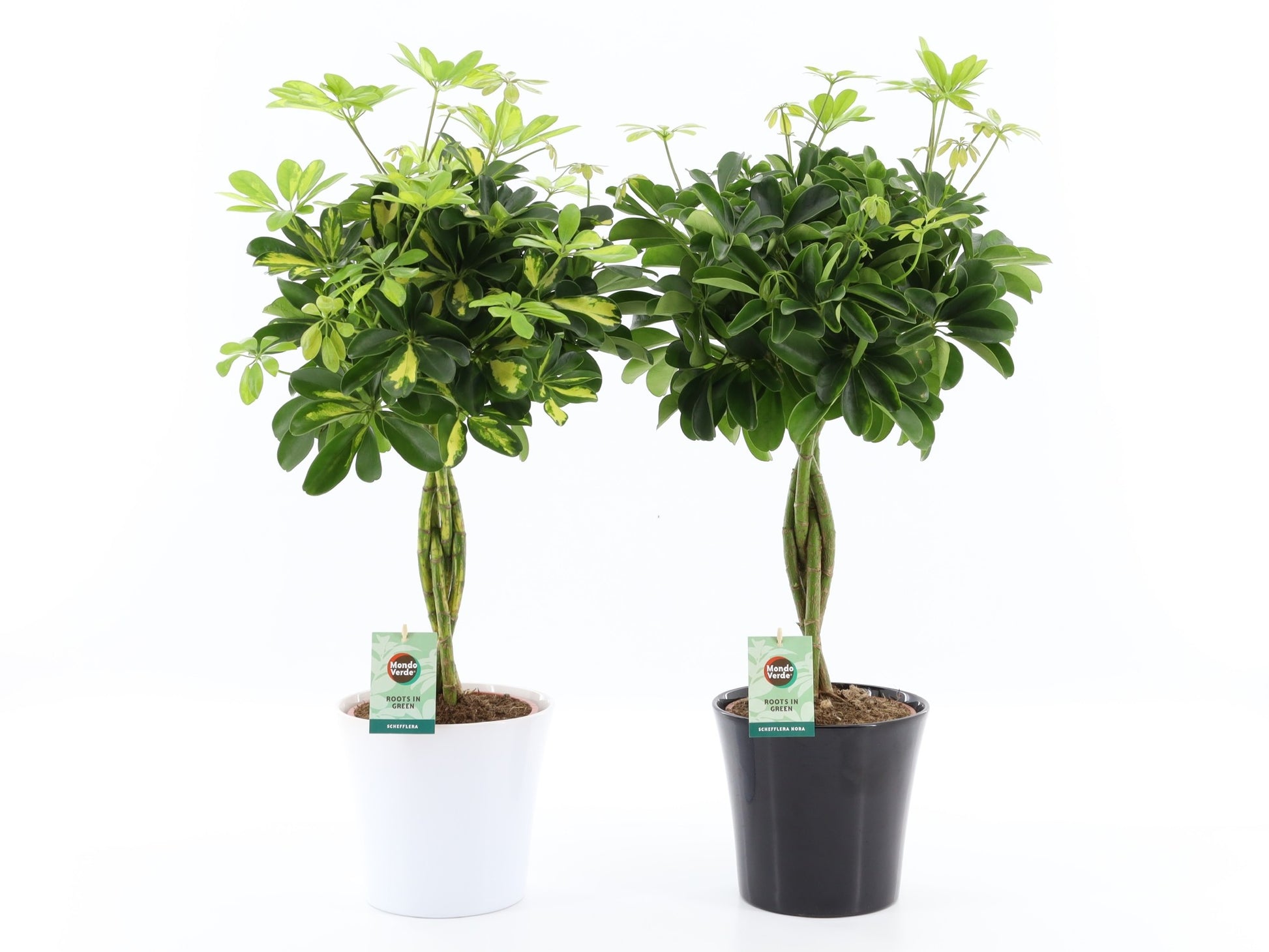 Schefflera arboricola gevlochten stam 75cm 22cm Pot