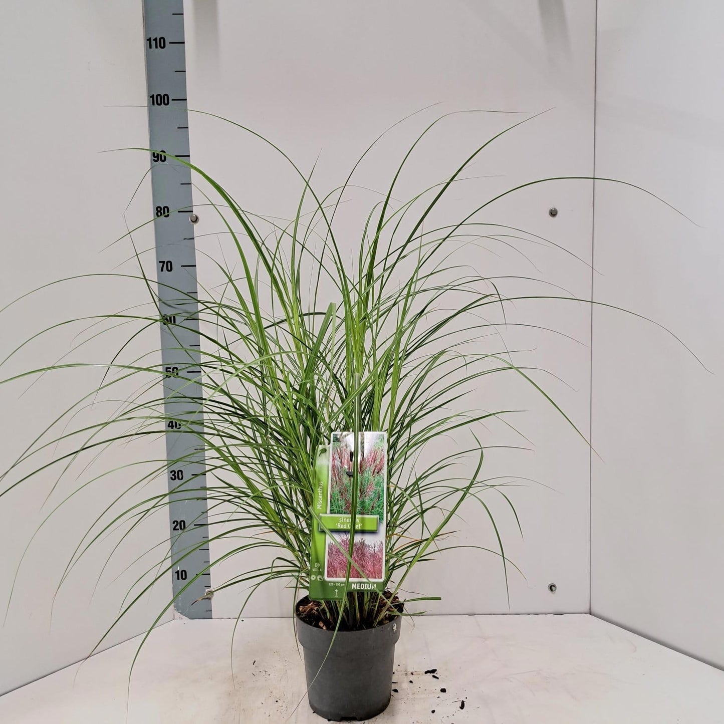 Miscanthus sinensis Red Chief 85cm 17cm Pot