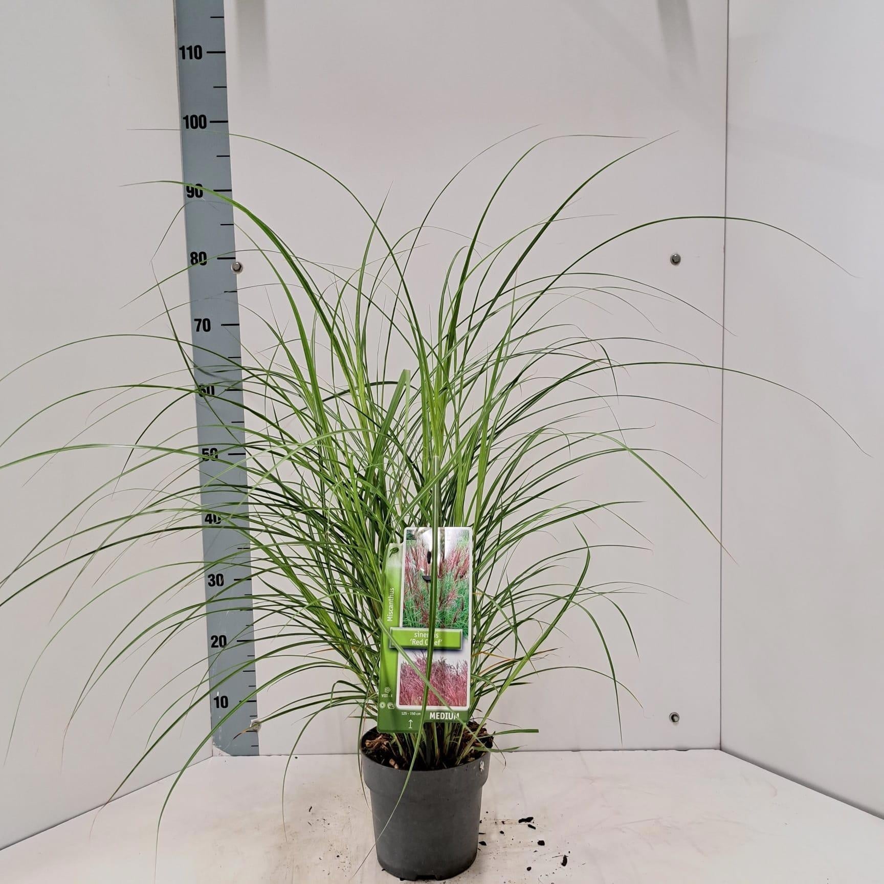 Miscanthus sinensis Red Chief 85cm 17cm Pot