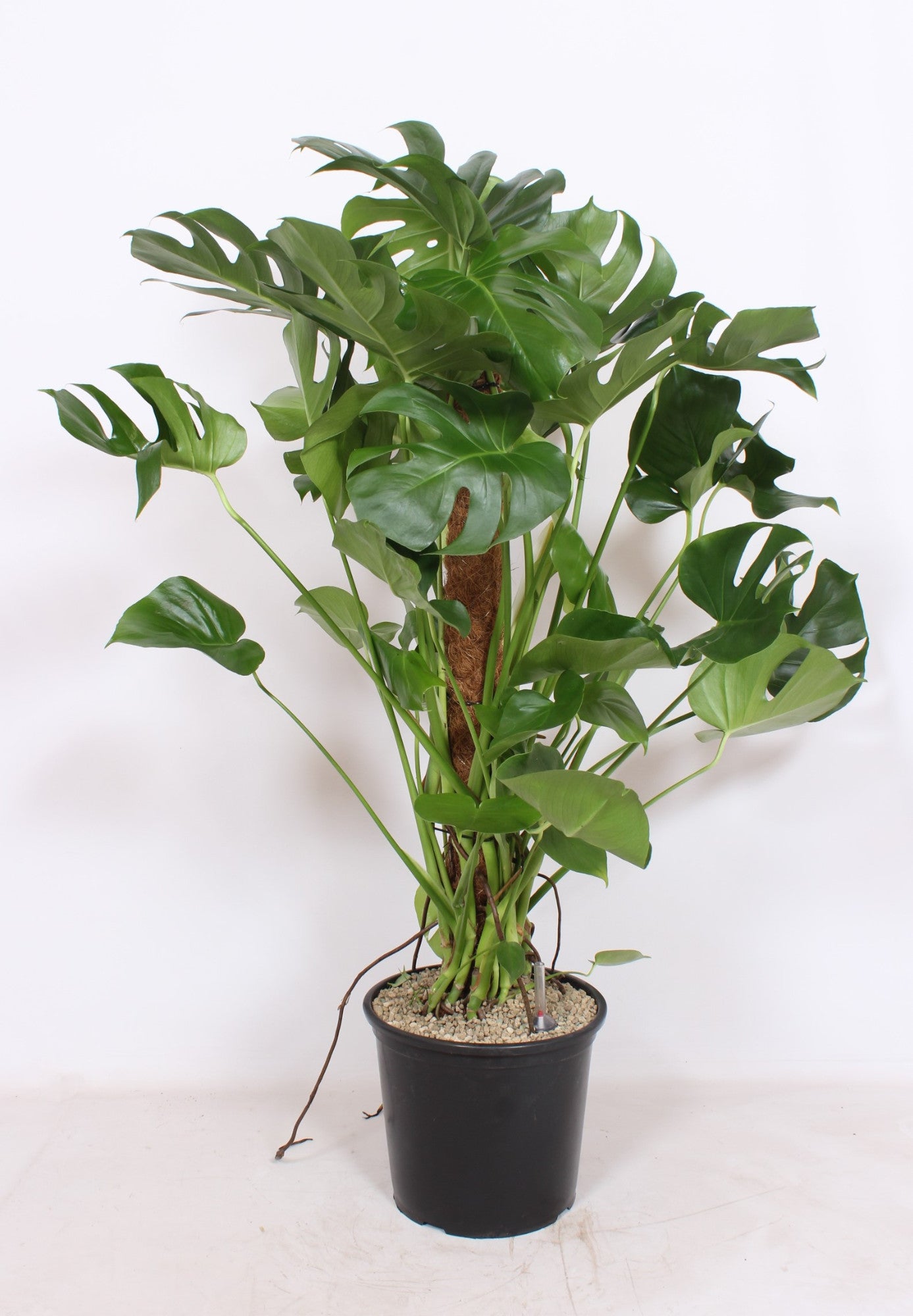 Monstera deliciosa 130cm 32cm Pot