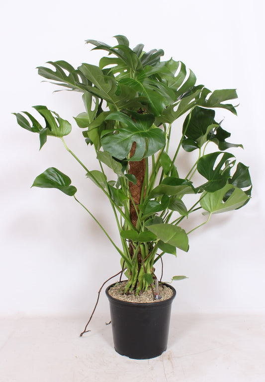 Monstera deliciosa 130cm 32cm Pot