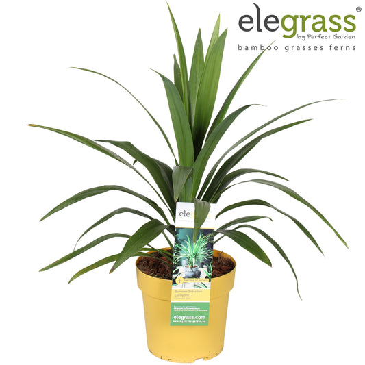 Cordyline indivisa 100cm 23cm Pot