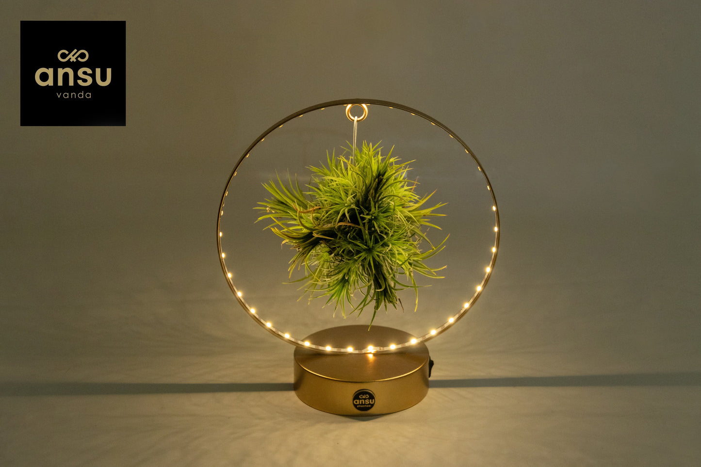 Tillandsia ionantha 23cm 11cm Pot