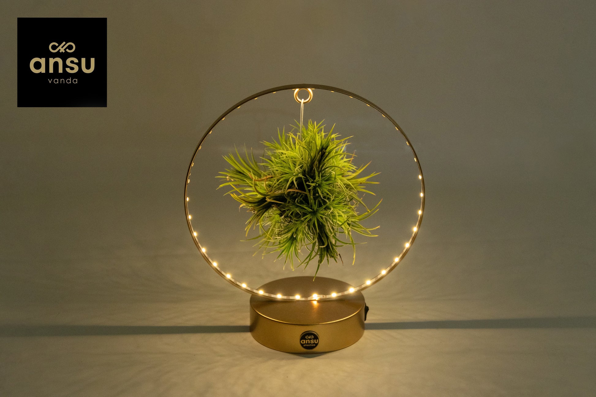 Tillandsia ionantha 23cm 11cm Pot