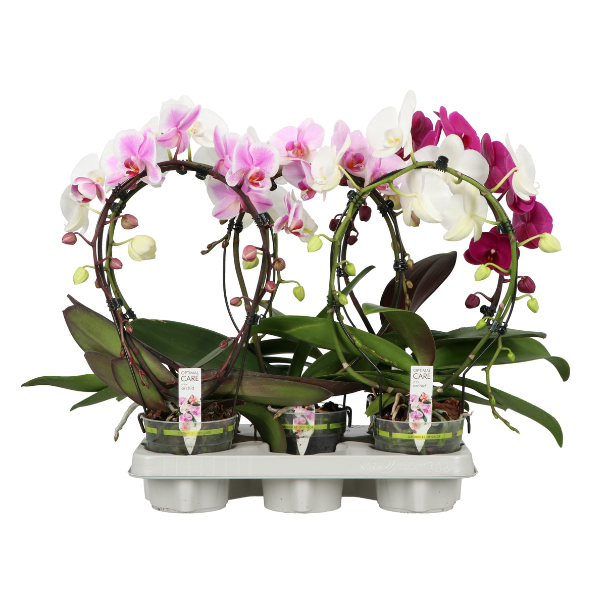 Phalaenopsis mix 50cm 12cm Pot