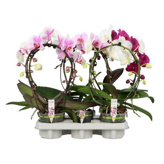 Phalaenopsis mix 50cm 12cm Pot